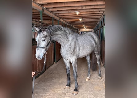 Holstein, Castrone, 3 Anni, 170 cm, Grigio