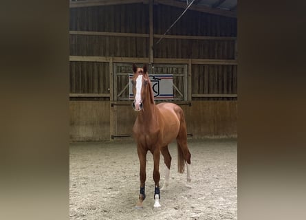 Holstein, Castrone, 3 Anni, 170 cm, Sauro