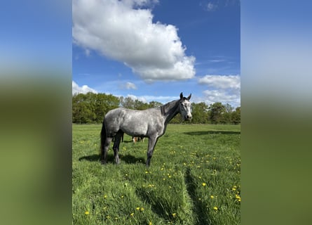 Holstein, Castrone, 3 Anni, 186 cm, Grigio pezzato