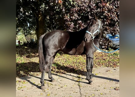 Holstein, Castrone, 3 Anni, Morello