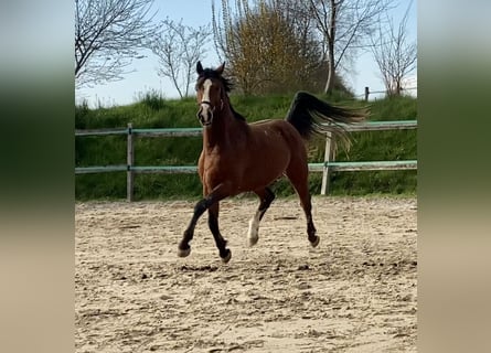 Holstein, Castrone, 4 Anni, 160 cm, Baio