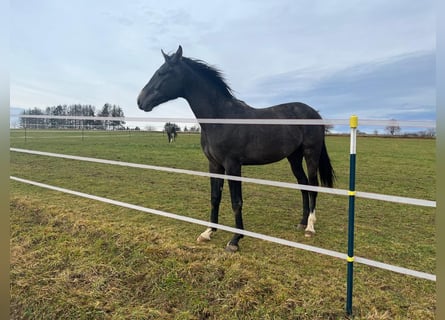 Holstein, Castrone, 4 Anni, 164 cm, Grigio