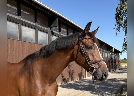 Holstein, Castrone, 4 Anni, 165 cm, Baio