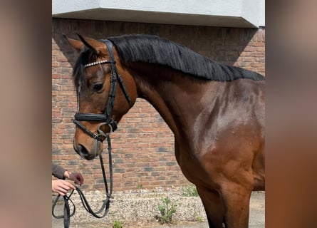 Holstein, Castrone, 4 Anni, 165 cm, Baio scuro