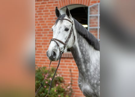Holstein, Castrone, 4 Anni, 167 cm, Grigio