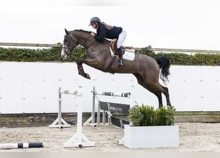Holstein, Castrone, 4 Anni, 168 cm, Grullo