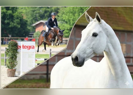 Holstein, Castrone, 4 Anni, 169 cm, Baio