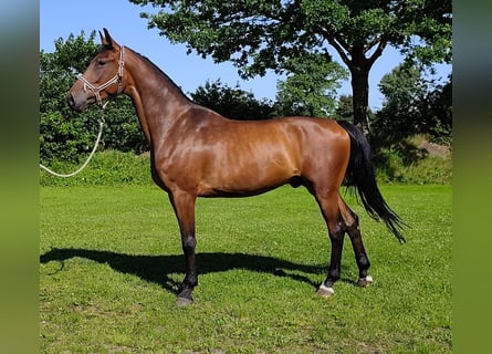 Holstein, Castrone, 4 Anni, 169 cm, Baio