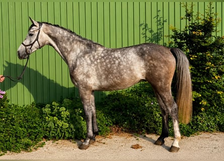 Holstein, Castrone, 4 Anni, 169 cm, Grigio