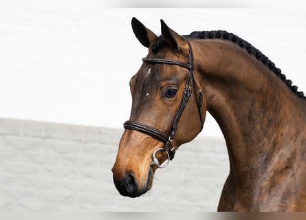 Holstein, Castrone, 4 Anni, 173 cm