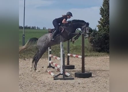 Holstein, Castrone, 4 Anni, 173 cm, Grigio