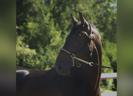 Holstein, Castrone, 4 Anni, 174 cm, Baio nero