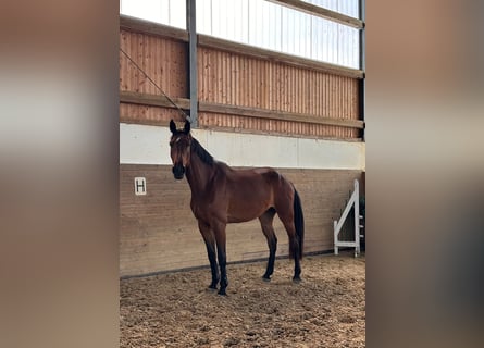 Holstein, Castrone, 4 Anni, 175 cm, Baio