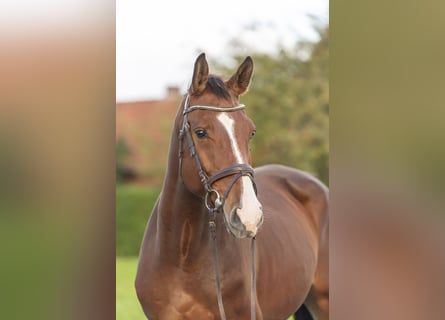 Holstein, Castrone, 4 Anni, 175 cm, Baio
