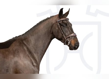 Holstein, Castrone, 4 Anni, Baio nero