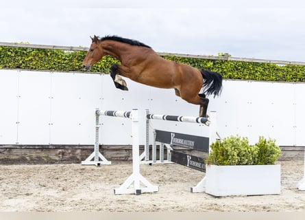 Holstein, Castrone, 5 Anni, 162 cm, Baio