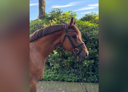 Holstein, Castrone, 5 Anni, 162 cm, Sauro