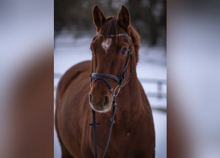 Holstein, Castrone, 5 Anni, 165 cm, Sauro