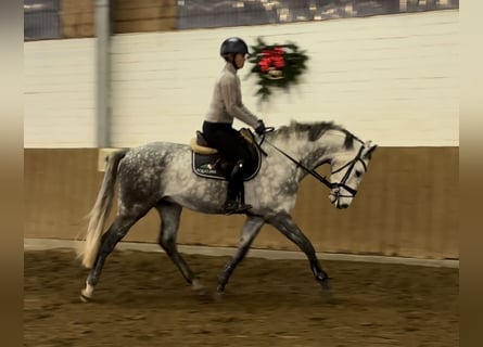 Holstein, Castrone, 5 Anni, 166 cm, Grigio