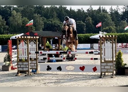 Holstein, Castrone, 5 Anni, 166 cm, Sauro