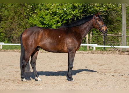Holstein, Castrone, 5 Anni, 167 cm, Baio scuro