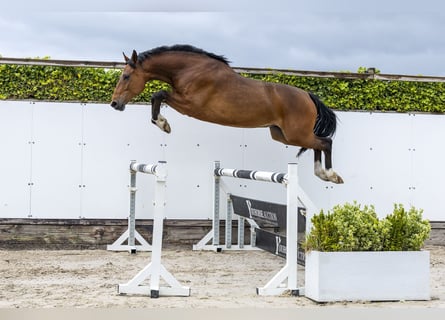 Holstein, Castrone, 5 Anni, 168 cm, Baio
