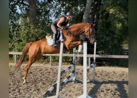Holstein, Castrone, 5 Anni, 168 cm, Sauro