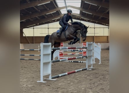 Holstein, Castrone, 5 Anni, 170 cm, Baio scuro