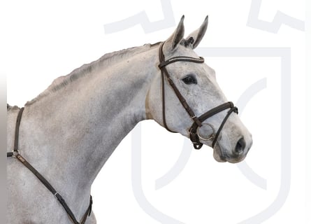 Holstein, Castrone, 5 Anni, 170 cm, Grigio