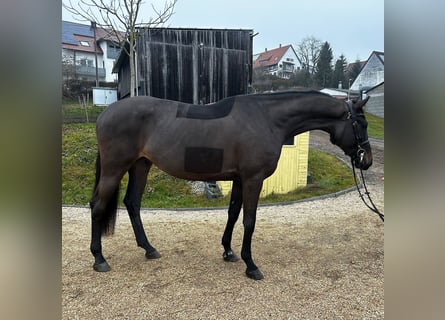 Holstein, Castrone, 5 Anni, 170 cm, Grigio