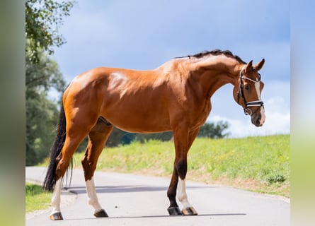 Holstein, Castrone, 5 Anni, 177 cm, Baio