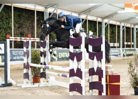Holstein, Castrone, 6 Anni, 163 cm, Morello
