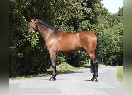 Holstein, Castrone, 6 Anni, 168 cm, Baio