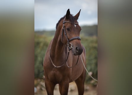 Holstein, Castrone, 6 Anni, 168 cm, Baio scuro