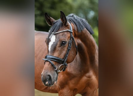 Holstein, Castrone, 6 Anni, 172 cm, Baio