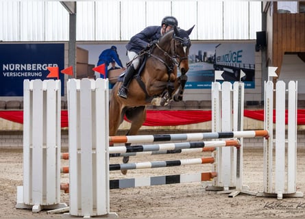 Holstein, Castrone, 6 Anni, 172 cm, Baio