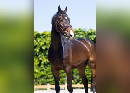 Holstein, Castrone, 6 Anni, 172 cm, Baio scuro