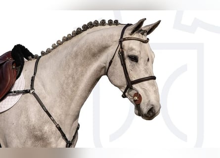 Holstein, Castrone, 6 Anni, Grigio