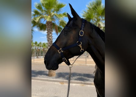Holstein, Castrone, 7 Anni, 177 cm, Baio scuro