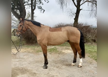 Holstein, Castrone, 7 Anni, 179 cm, Baio