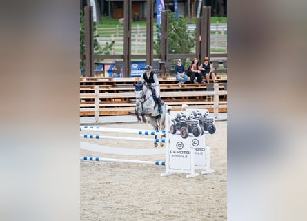 Holstein, Castrone, 8 Anni, 162 cm, Grigio