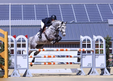 Holstein, Castrone, 8 Anni, 163 cm, Grigio