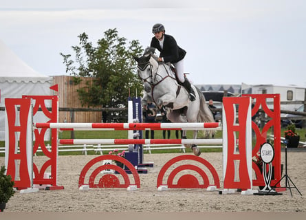 Holstein, Castrone, 8 Anni, 166 cm, Grigio