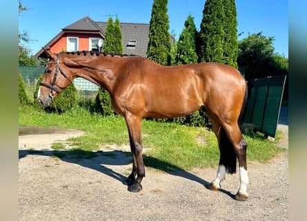 Holstein, Castrone, 8 Anni, 170 cm, Baio ciliegia