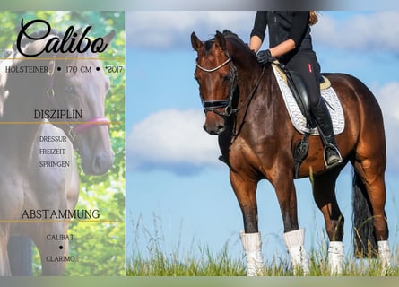 Holstein, Castrone, 8 Anni, 172 cm, Baio