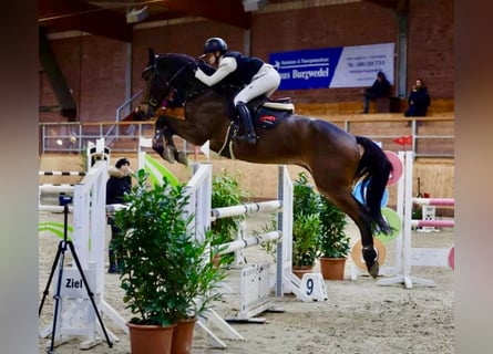 Holstein, Castrone, 8 Anni, 173 cm, Baio scuro