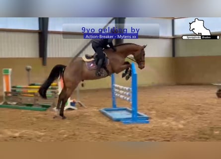 Holstein, Castrone, 9 Anni, 172 cm, Baio