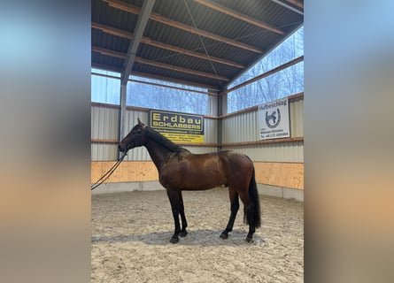 Holstein, Castrone, 9 Anni, 172 cm, Baio scuro