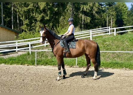 Holstein, Castrone, 9 Anni, 175 cm, Baio