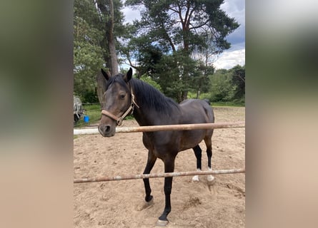 Holstein, Castrone, 9 Anni